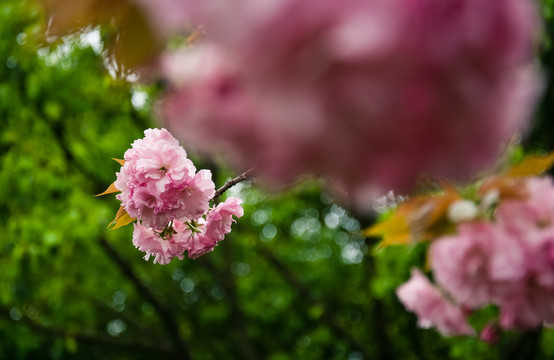 樱花