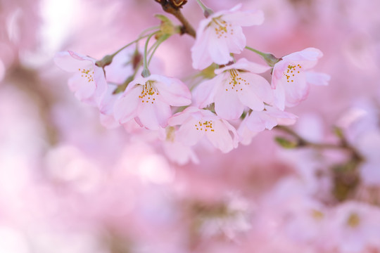 樱花开放