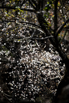 青梅花开