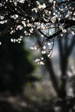 青梅花开