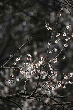 青梅花开