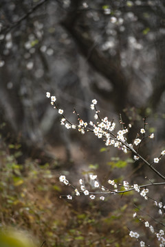 青梅花开