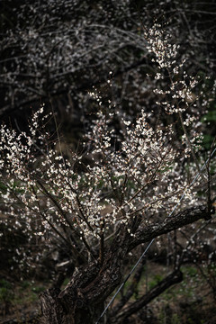 青梅花开