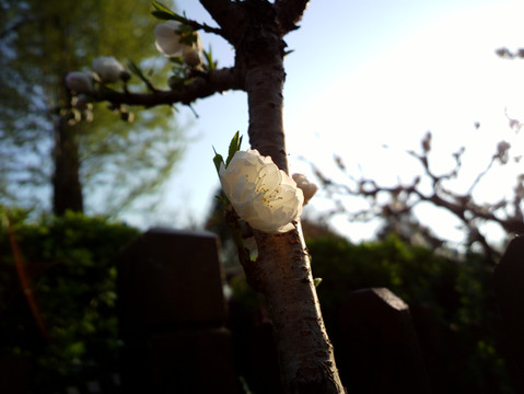 碧桃花