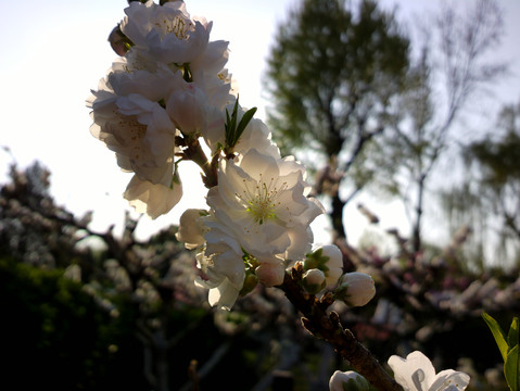 碧桃花