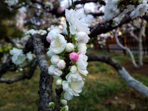 碧桃花