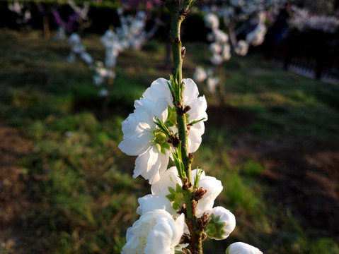 碧桃花