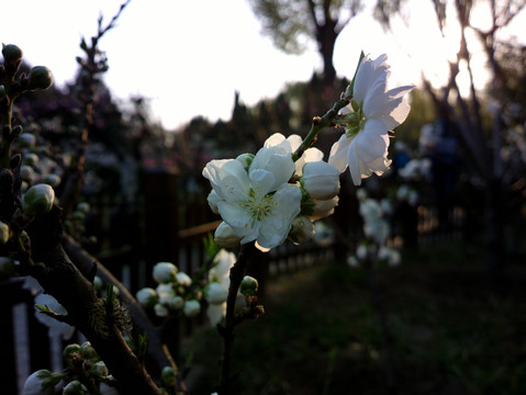 碧桃花