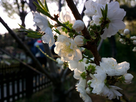 碧桃花