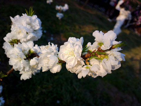 碧桃花