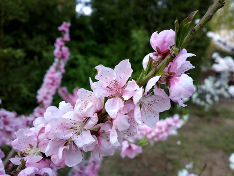 碧桃花