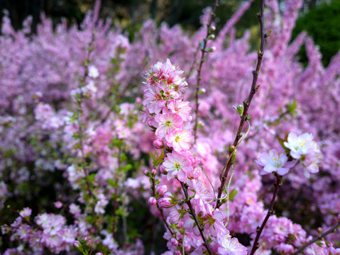 郁李花