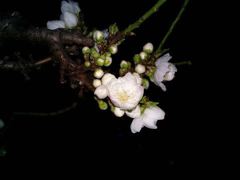 碧桃花