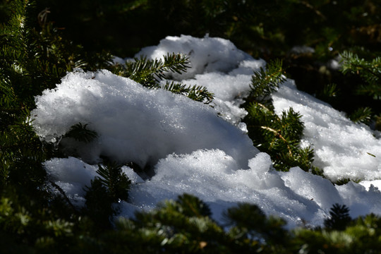 树上积雪