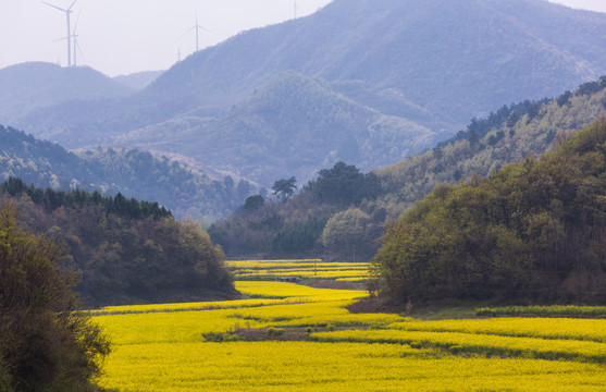 山区油菜花