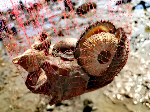 海螺海胆壳