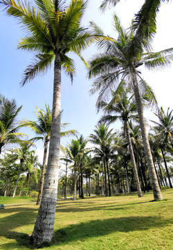 三亚椰子林