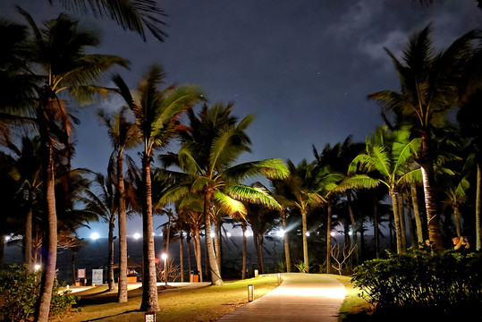 夜晚海边椰子林小路