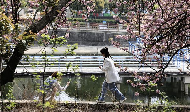 樱花素材