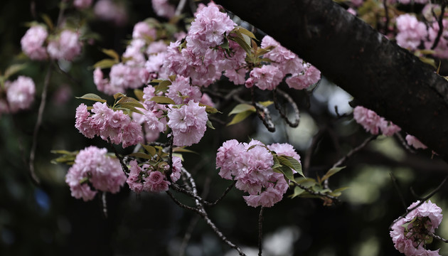 樱花特写