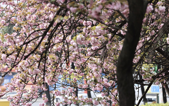 盛开的樱花