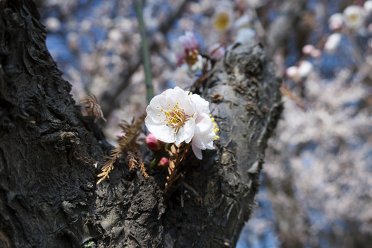 梅花