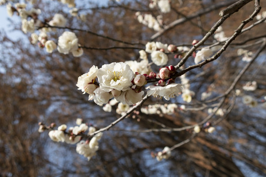 梅花