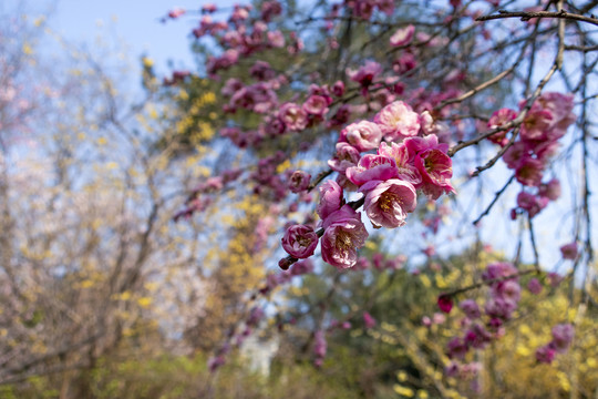 梅花