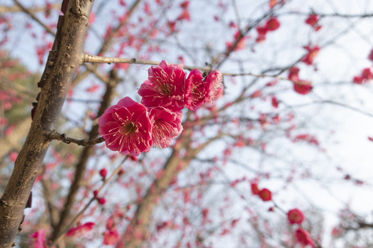 梅花