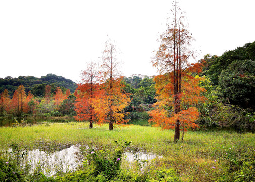 深圳恩上水库红杉树