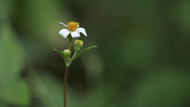 无名花