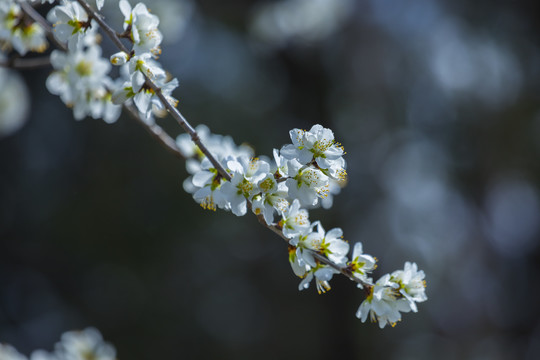 桃花