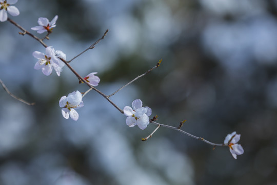 桃花