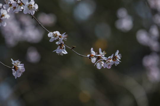 春雪