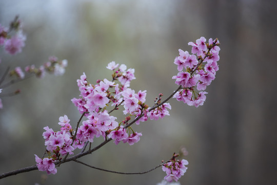 樱花