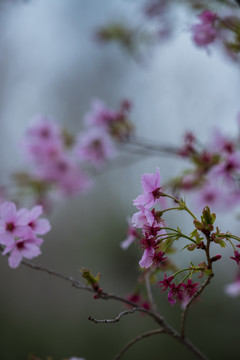 樱花