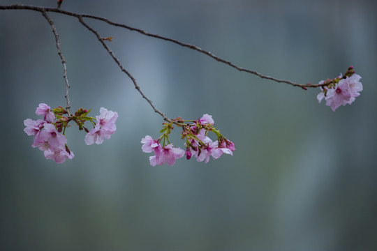 樱花