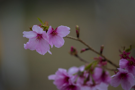 樱花