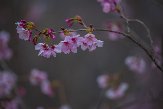 樱花