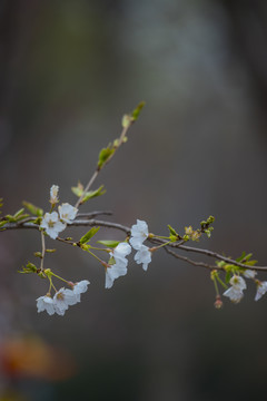 樱花