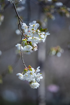 樱花