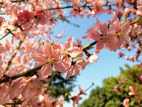 桃花