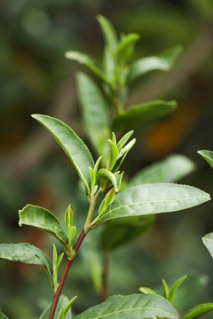 茶叶嫩芽