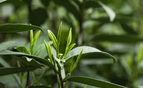 茶树嫩芽