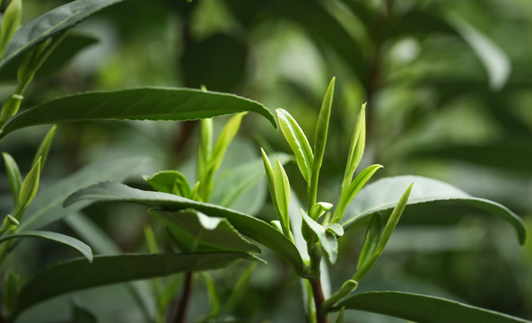 茶尖芽