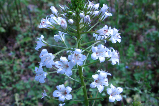 泽珍珠菜