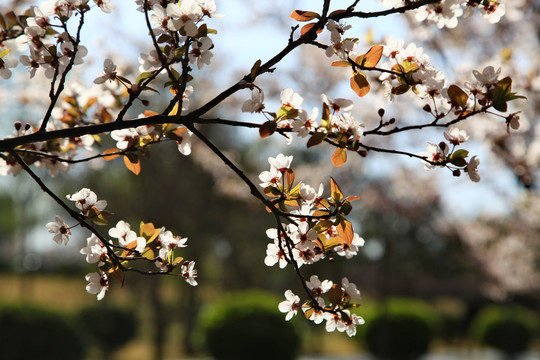 紫叶李