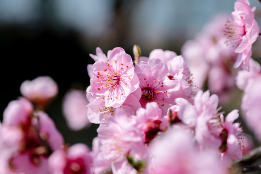 桃花村里桃花开