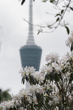 梧桐山杜鹃花