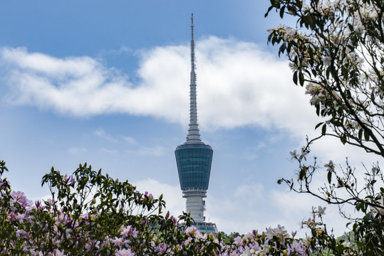 花开深圳梧桐山